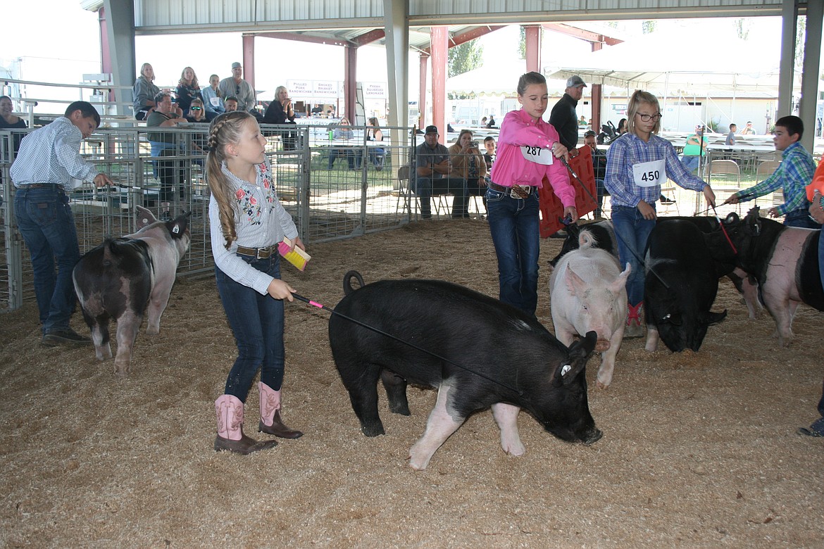 Competitors control their animals during fitting and showing competition at the Othello Fair Thursday.