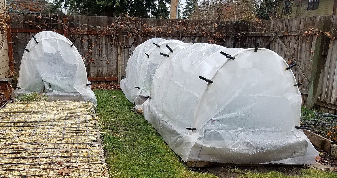 Low tunnels can be made from metal support and row cover fabric, or PVC pipe and thick mil plastic as shown here.