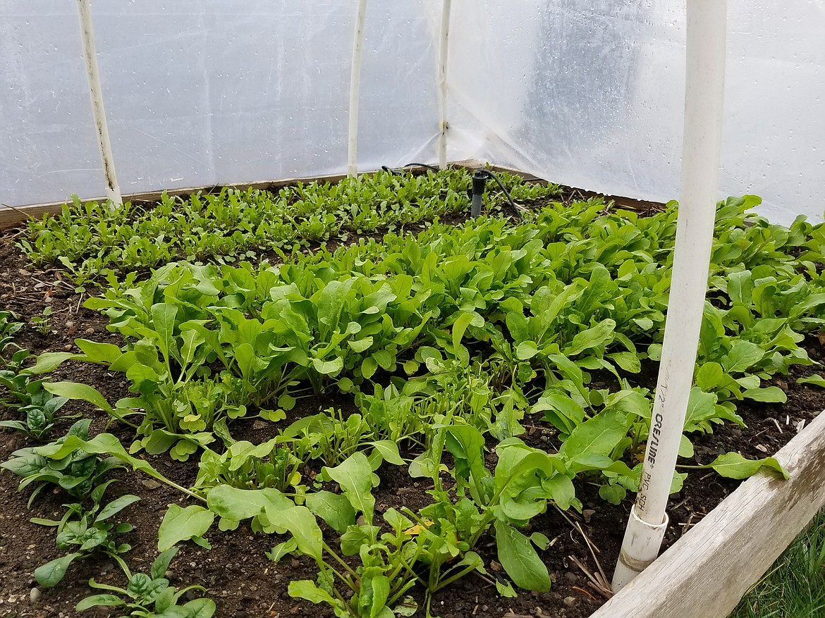 Hardy greens, like spinach, kale, and arugula will grow well into fall tucked inside a low tunnel.