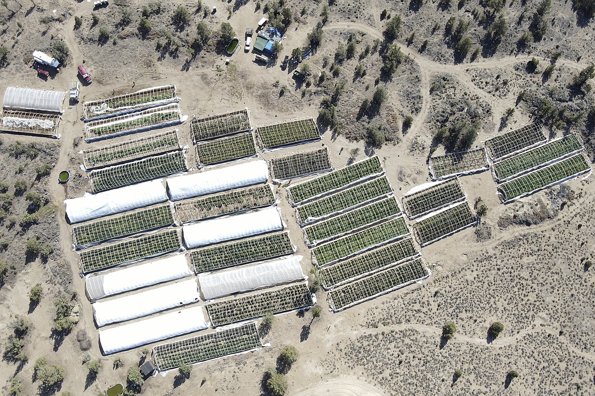 A marijuana grow is seen on Sept. 2, 2021, in an aerial photo taken by the Deschutes County Sheriff's Office the day officers raided the site in the community of Alfalfa, Ore.