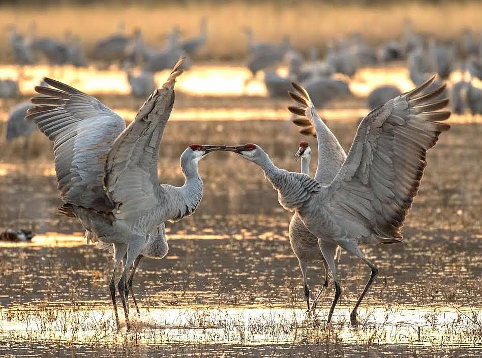 Bird Of The Month The Sandhill Crane Daily Inter Lake