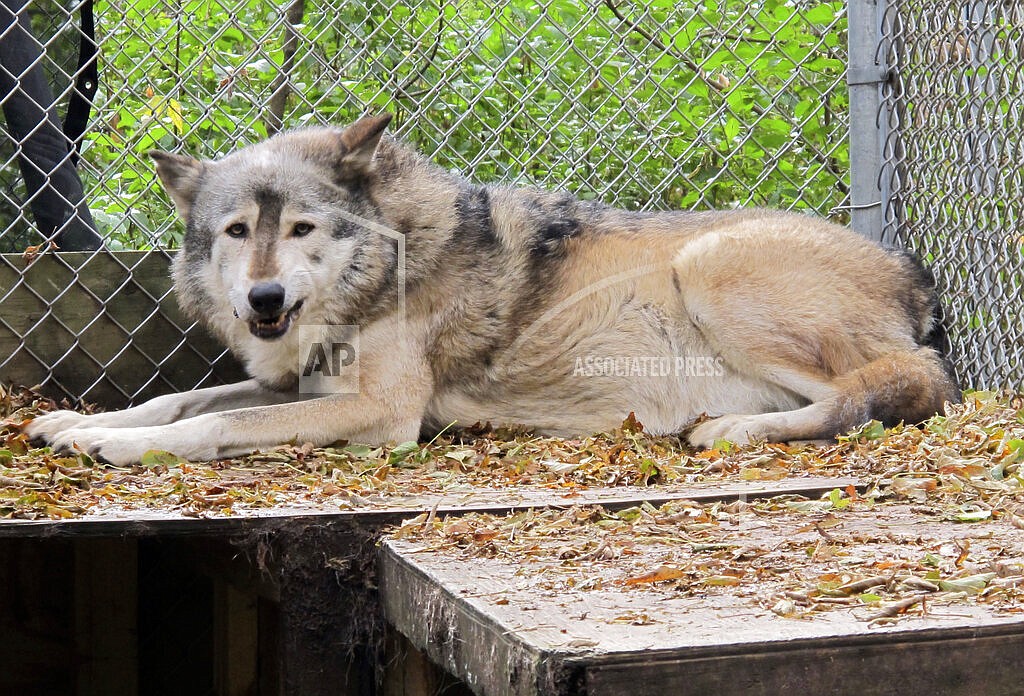 In this Oct. 10. 2012 file photo, a timber wolf named Comet is seen at the Timber Wolf Preservation Society in Greendale, Wis. A coalition of animal rights groups planned to file a lawsuit Tuesday, Aug. 31, 2021, to stop Wisconsin's fall wolf hunt. (AP Photo/Carrie Antlfinger, File)