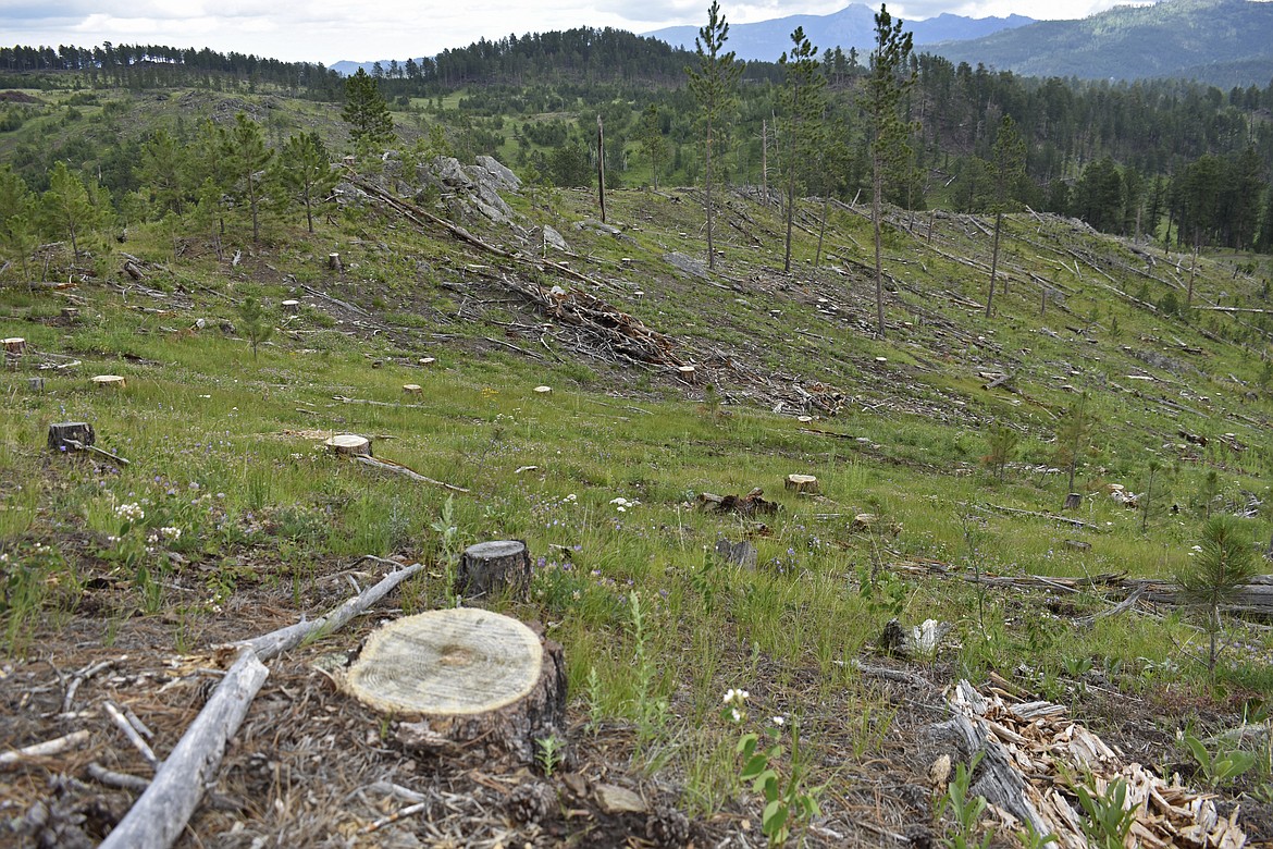 Stumps are seen on a hillside in the Black Hills National Forest, on July 14, 2021, near Custer City, S.D. Government scientists say logging needs to be cut back by at least half in the forest, but timber company representatives say that conclusion is flawed and would hurt the region's economy. (AP Photo/Matthew Brown)