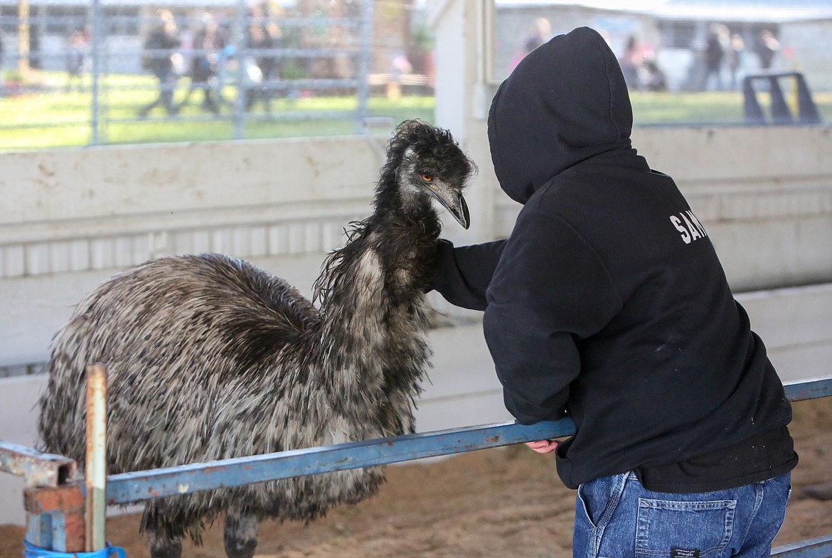 A fair guest pets one of the emus in the livestock building at the Othello Fair on Saturday.