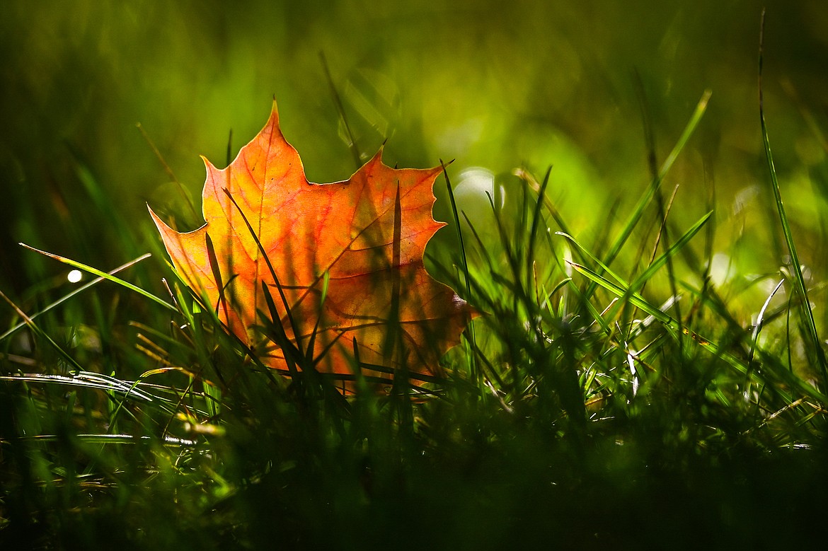 A fallen maple leaf catches the sunlight in Kalispell on Monday, Sept. 20. Today marks the first day of fall. (Casey Kreider/Daily Inter Lake)