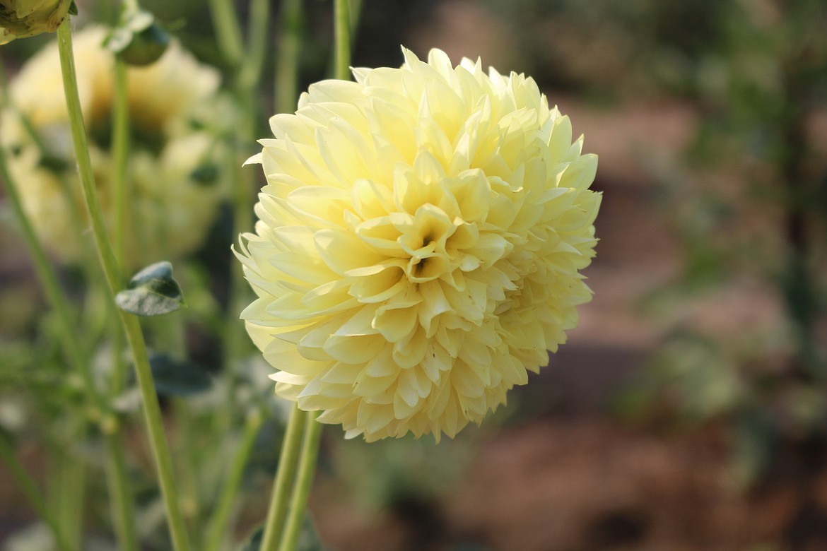 Boom Boom dahlias are just one of about 48 varieties Kylie Gray-Eilers had in her garden in Royal City this summer.