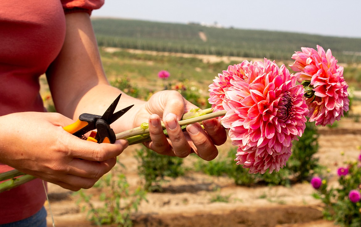 Kylie Gray-Eilers cuts one of her dahlia blooms as she gets a bouquet ready for a customer.