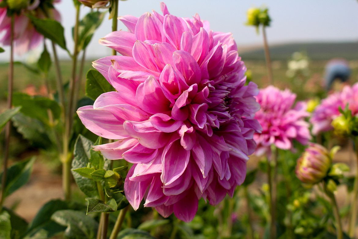 Larger, more extravagant dahlia blooms, like the one pictured, can be beautiful, but often have a shorter vase life than some of the ball-type variety of dahlias.