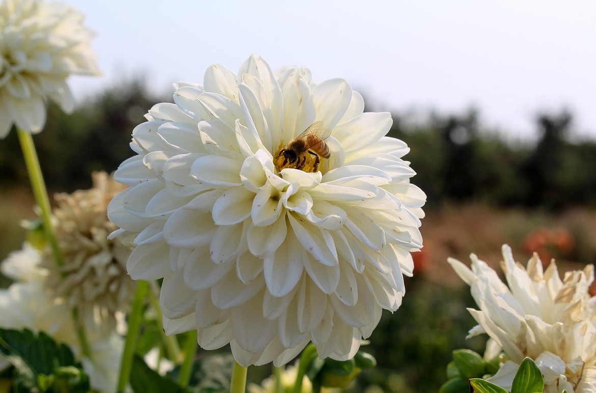 Dahlias can help bring in plenty of pollinators to the garden, much like this bee enjoying the fruits of Kylie Gray-Eilers’ labor this summer.