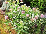 Milkweed plays key role for monarch butterflies