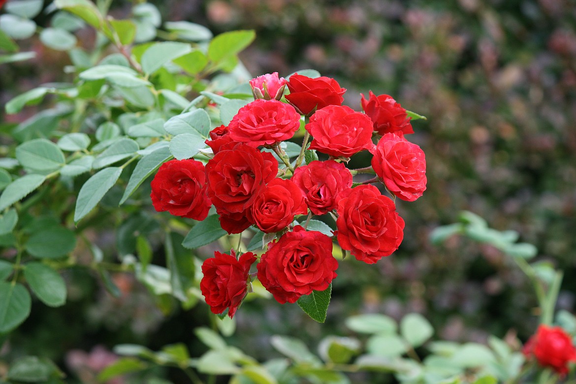 Wednesday was the first day of fall, but summer-like weather wasn’t quite over, as evidenced by these roses blooming in a Moses Lake garden. Warm weather through the weekend may be giving way to lower temperatures this week.