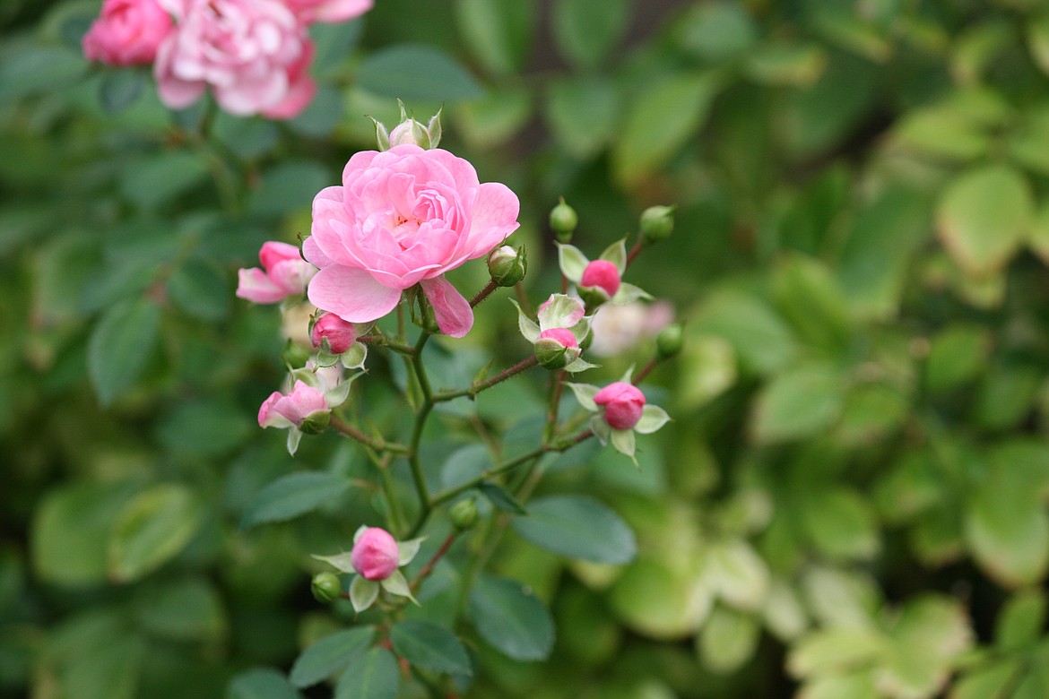 Wednesday was the first day of fall, but summer-like weather wasn’t quite over, as evidenced by these roses blooming in a Moses Lake garden. Warm weather through the weekend may be giving way to lower temperatures this week.