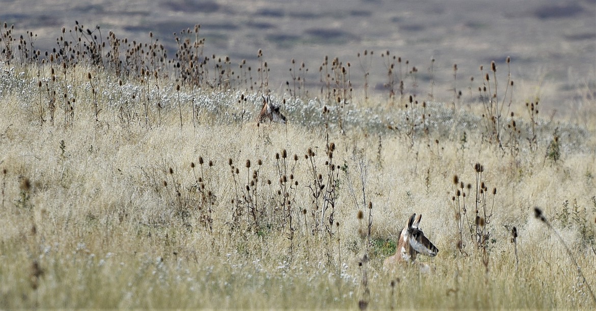 Antelope lie low in the tall grass at the Bison Range. (Scot Heisel/Lake County Leader)