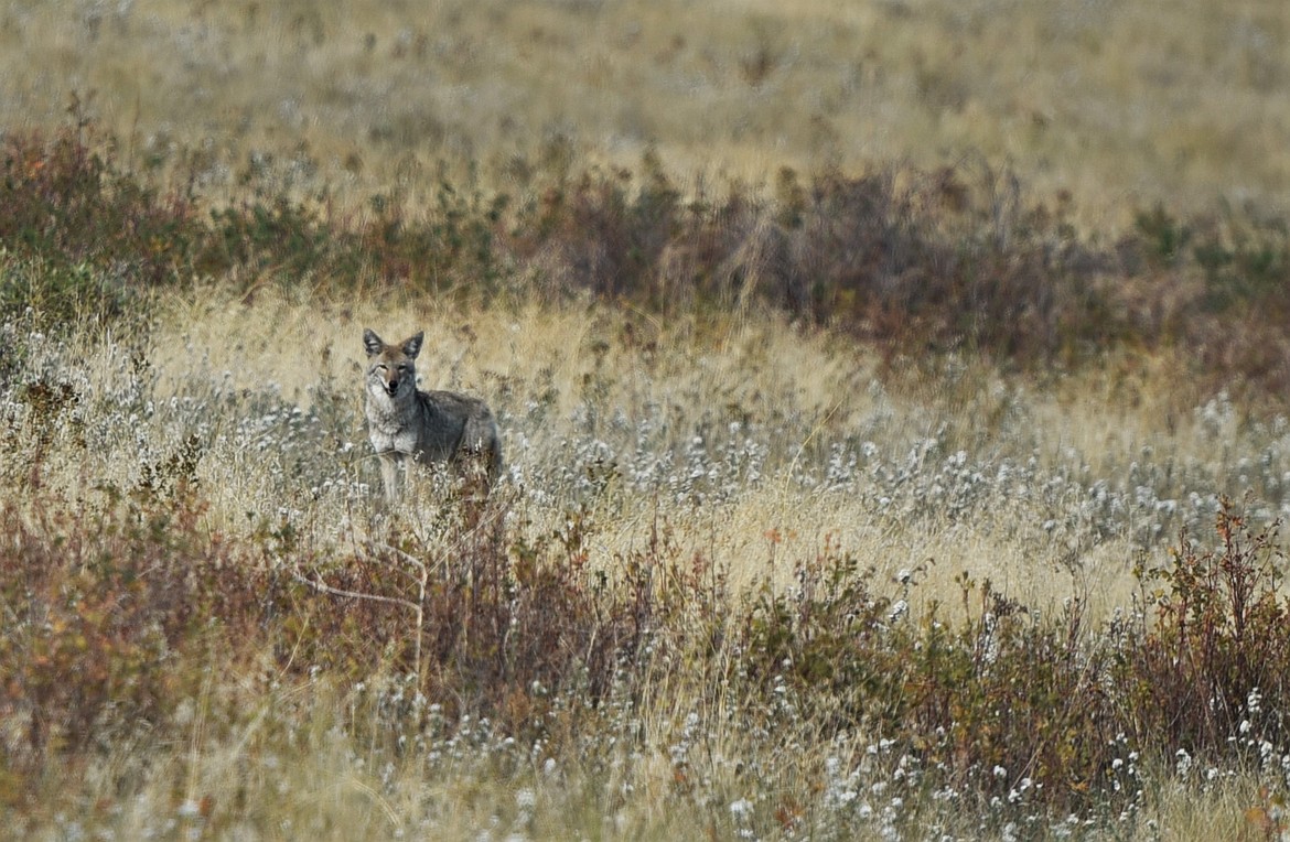 A curious coyote scans the horizon at the Bison Range. (Scot Heisel/Lake County Leader)