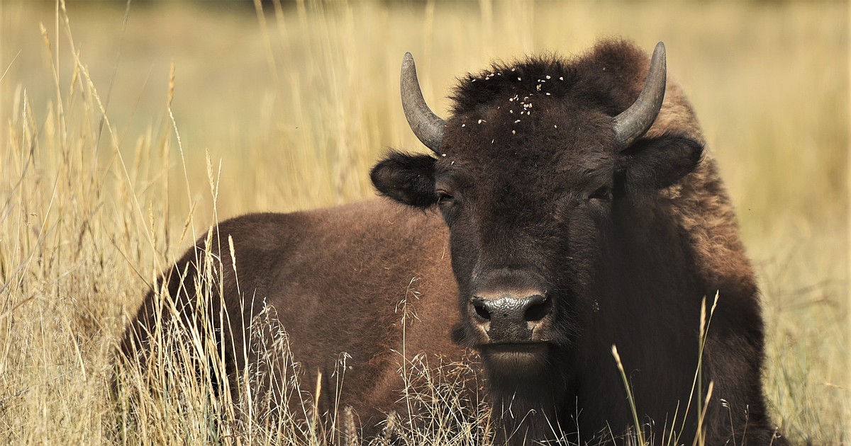 Photos: A day at the Bison Range | Hagadone News Network