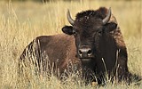 Photos: A day at the Bison Range