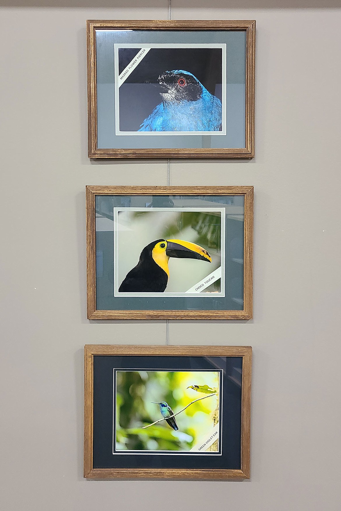 Photos of tropical birds by Larry Youmans on display at ImagineIF library in Columbia Falls