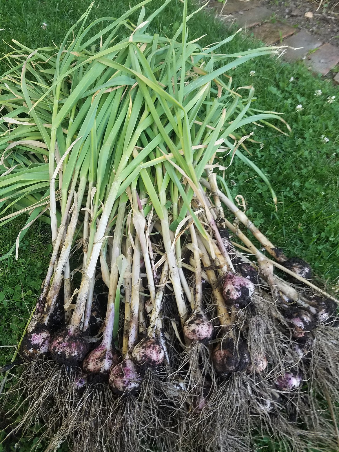 Softneck garlic is typically grown in warmer climates, but as you can see, it grows well in our region too.