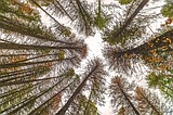 It was the hottest summer ever, and Glacier’s trees are showing stress