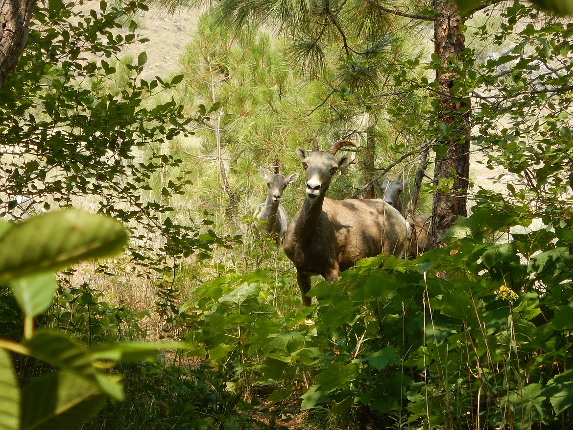 “This is a shot of some bighorn sheep who are disappointed because we were in their water hole on the Main Salmon River in Idaho,” writes Cara Lankamer, 10, of this Best Shot she shared with the Daily Bee.