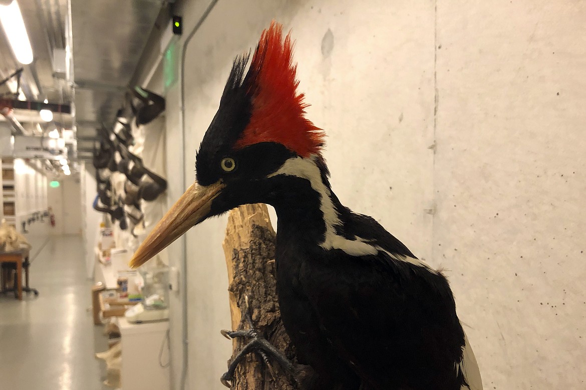 An ivory-billed woodpecker specimen is on a display at the California Academy of Sciences in San Francisco on Friday, Sept. 24, 2021. Death's come knocking a last time for the splendid ivory-billed woodpecker and 22 assorted birds, fish and other species: The U.S. government is declaring them extinct. It's a rare move for wildlife officials to give up hope on a plant or animal, but government scientists say they've exhausted efforts to find these 23. (Haven Daley/Associated Press)