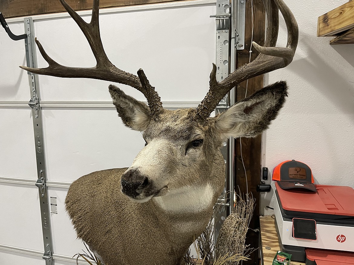 A mule deer mounted by Krystin Leslie.