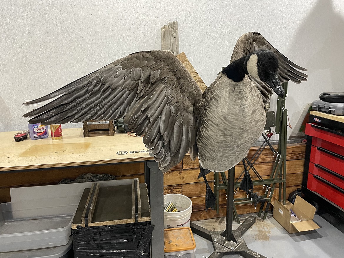 A Canada goose mounted by Krystin Leslie. “Birds are a lot more detailed to work with, but more forgiving,” she said.