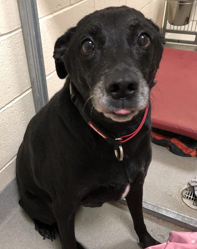 The Better Together Animal Alliance is waiving adoption fees for dogs over a year old this weekend. Nalla, a mixed breed, is eight years old.