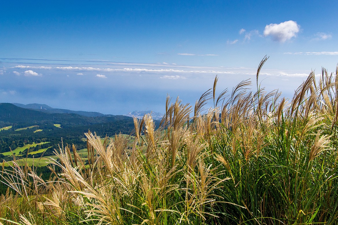 Hardy Miscanthus will change its wine-colored plumes for protective “fluff” when winter comes.