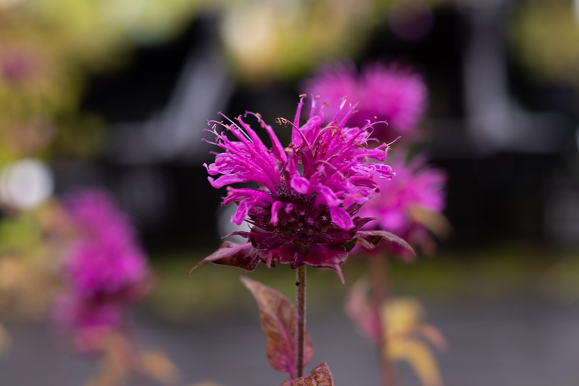 Monarda is pretty, hardy and long-blooming; the perfect combination.