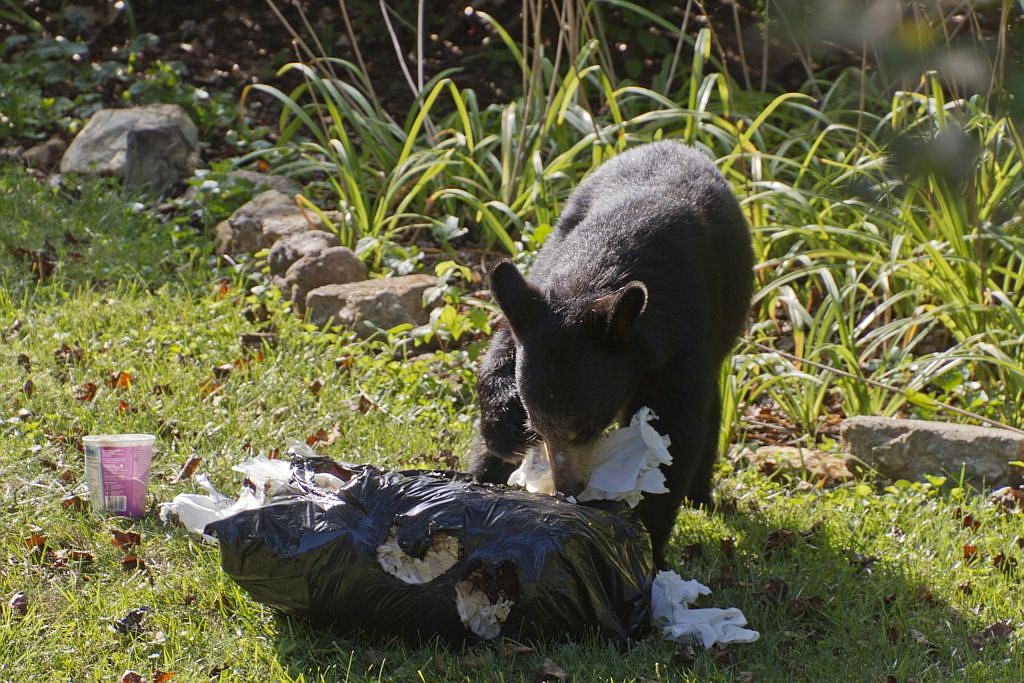 A bear eating garbage in Whitefish.