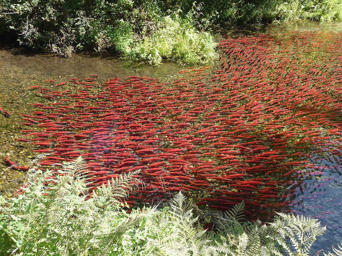 Kick off your fall with trip to see vibrant red kokanee spawning in Trestle Creek.