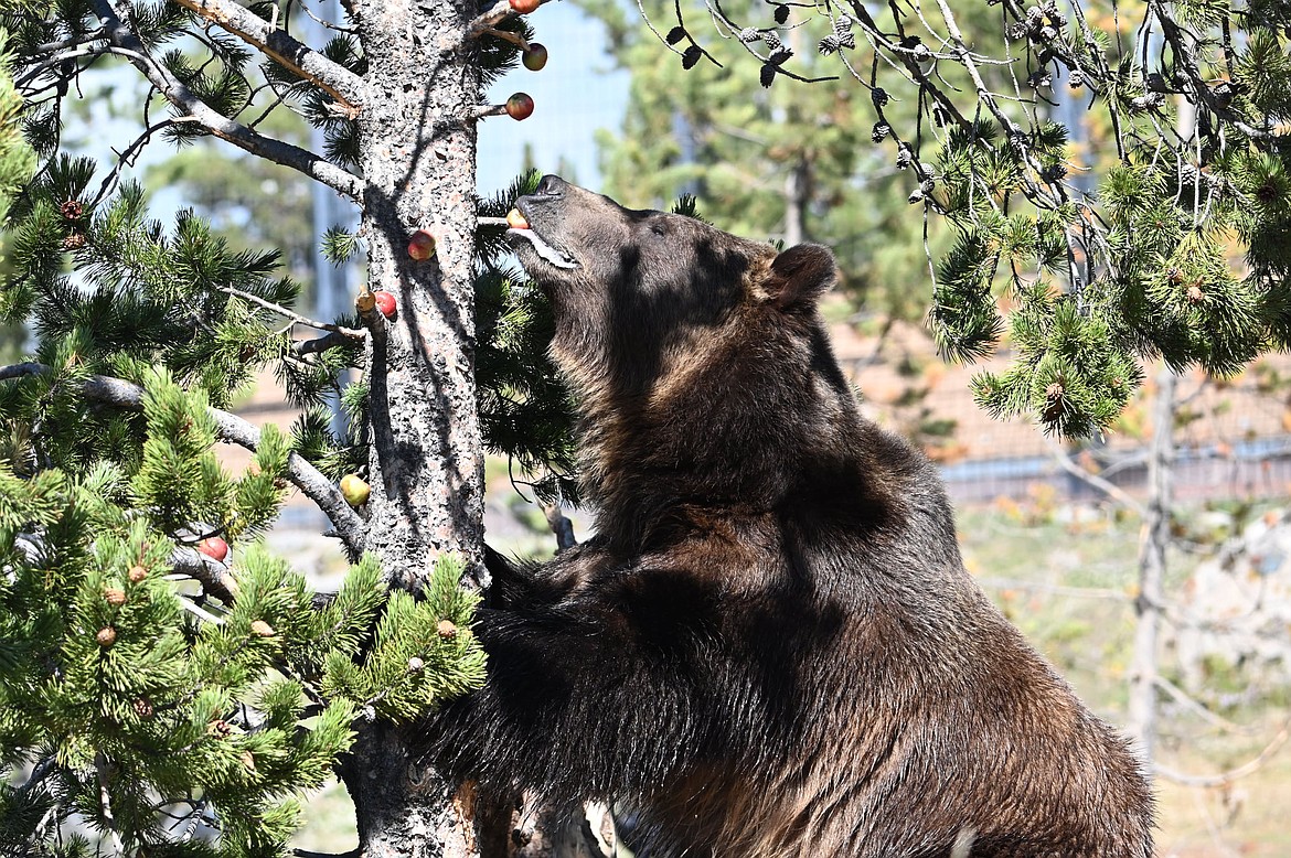 A bear at the Grizzly & Wolf Discovery Center in West Yellowstone enjoying apples donated by Montana Fish, Wildlife and Parks through their Flathead Fruit Gleaning Facebook group.