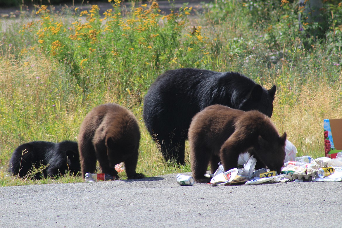 Bears eating garbage in Whitefish.