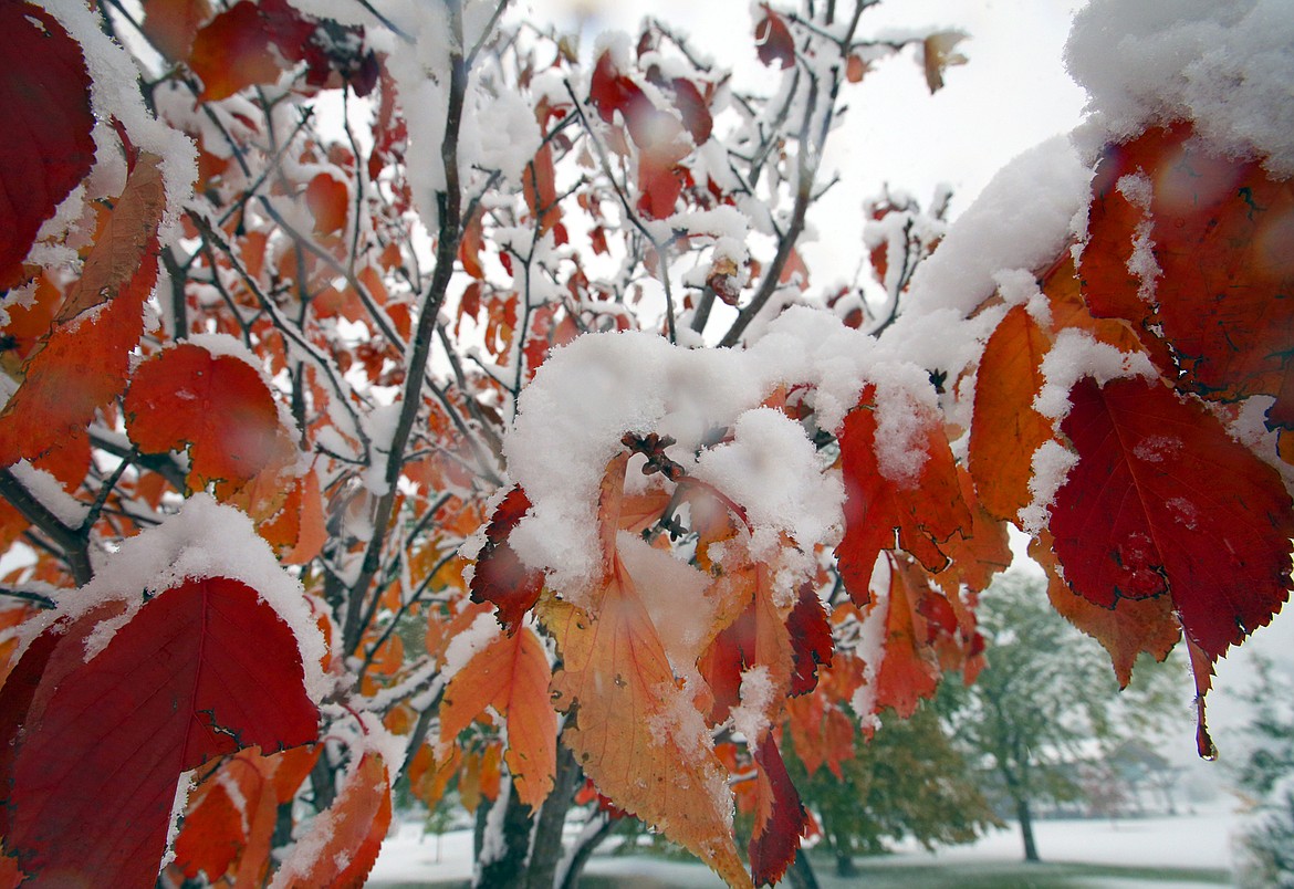 Snow covers leaves at McEuen Park after last year's late October snowfall in Coeur d'Alene. A record 7.7 inches of snow fell Oct. 23.