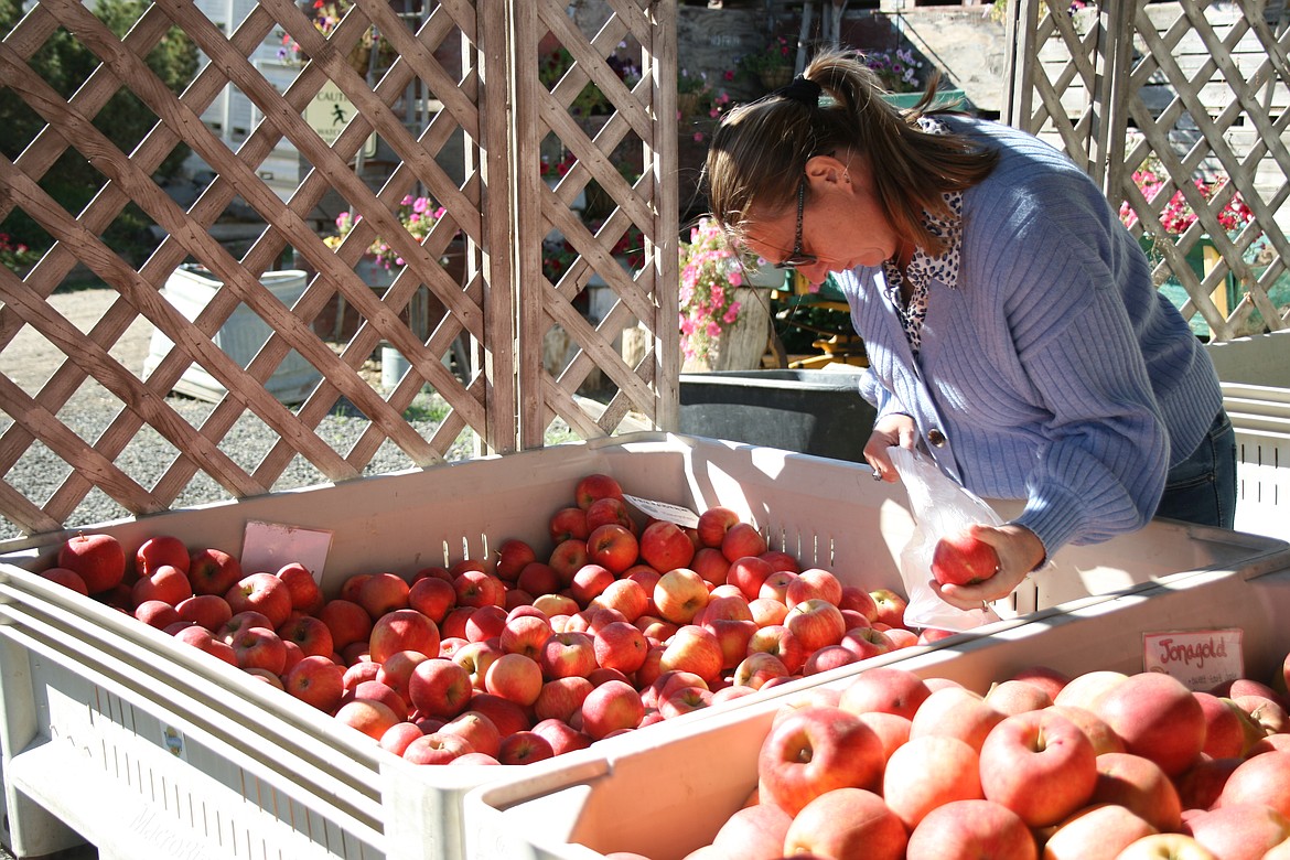 Tara Hoefler picks apples from a bin at Tonnemaker Hill Farm Fresh Fruit & Produce stand near Royal City.