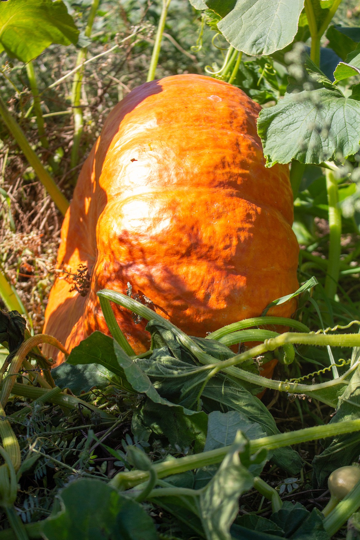A bright orange pumpkin sits among the vines in the pumpkin patch at Mickle Farms in Royal City on Sept. 16.