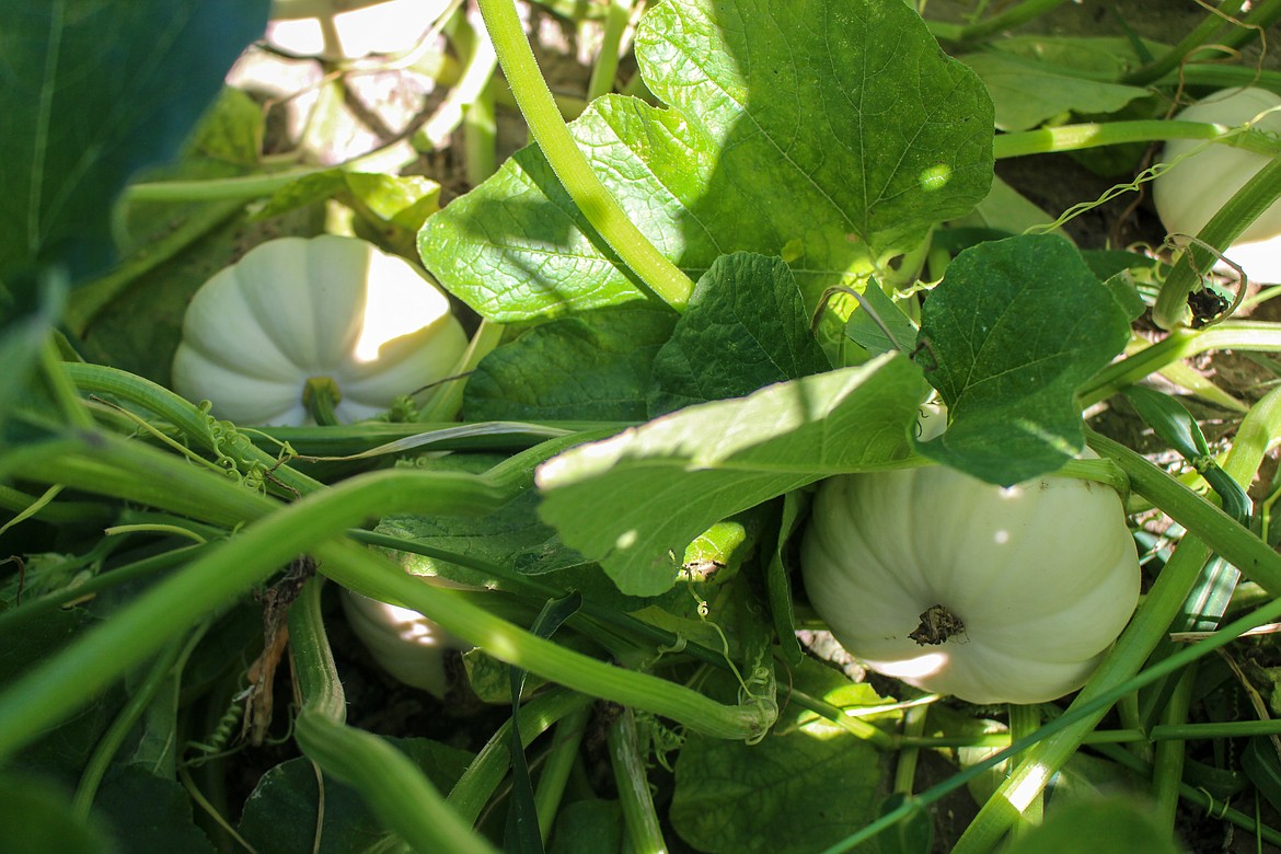 Small, ornamental white pumpkins sit on the vine shaded by the vines growing above at Mickle Farms in Royal City on Sept. 16.