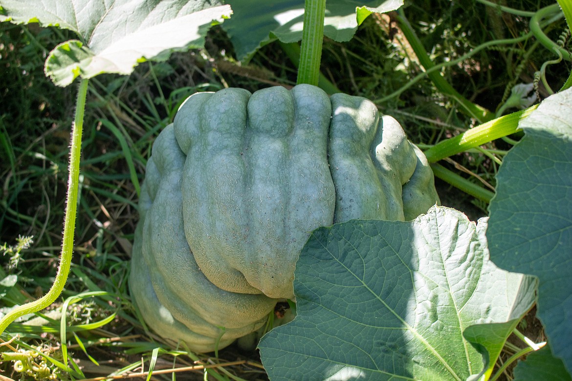 A greenish pumpkin is one of about 50 varieties grown by Dan Mickle and his wife, Nicole, at Mickle Farms & Pumpkin Patch in Royal City on Sept. 16.