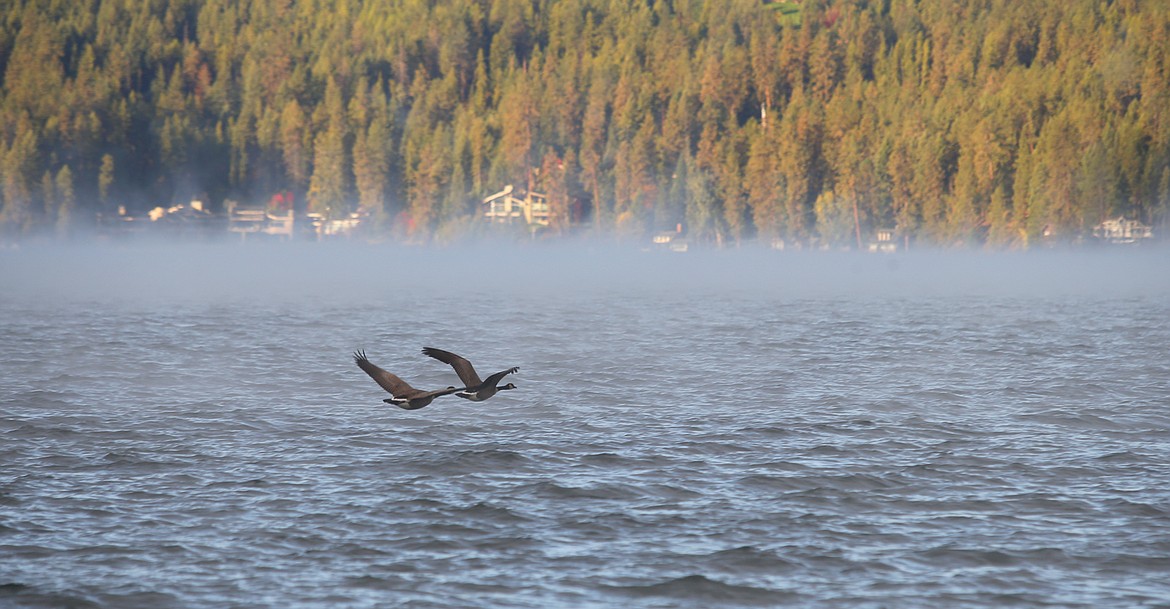 Canada geese fly above Lake Coeur d'Alene as a morning mist settles over the water Thursday morning.