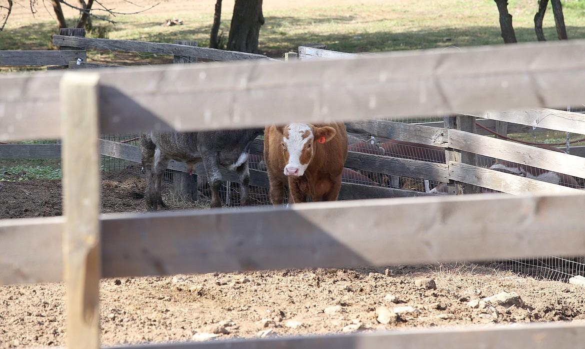 Cattle mill around on the Matheson Heritage Farm.