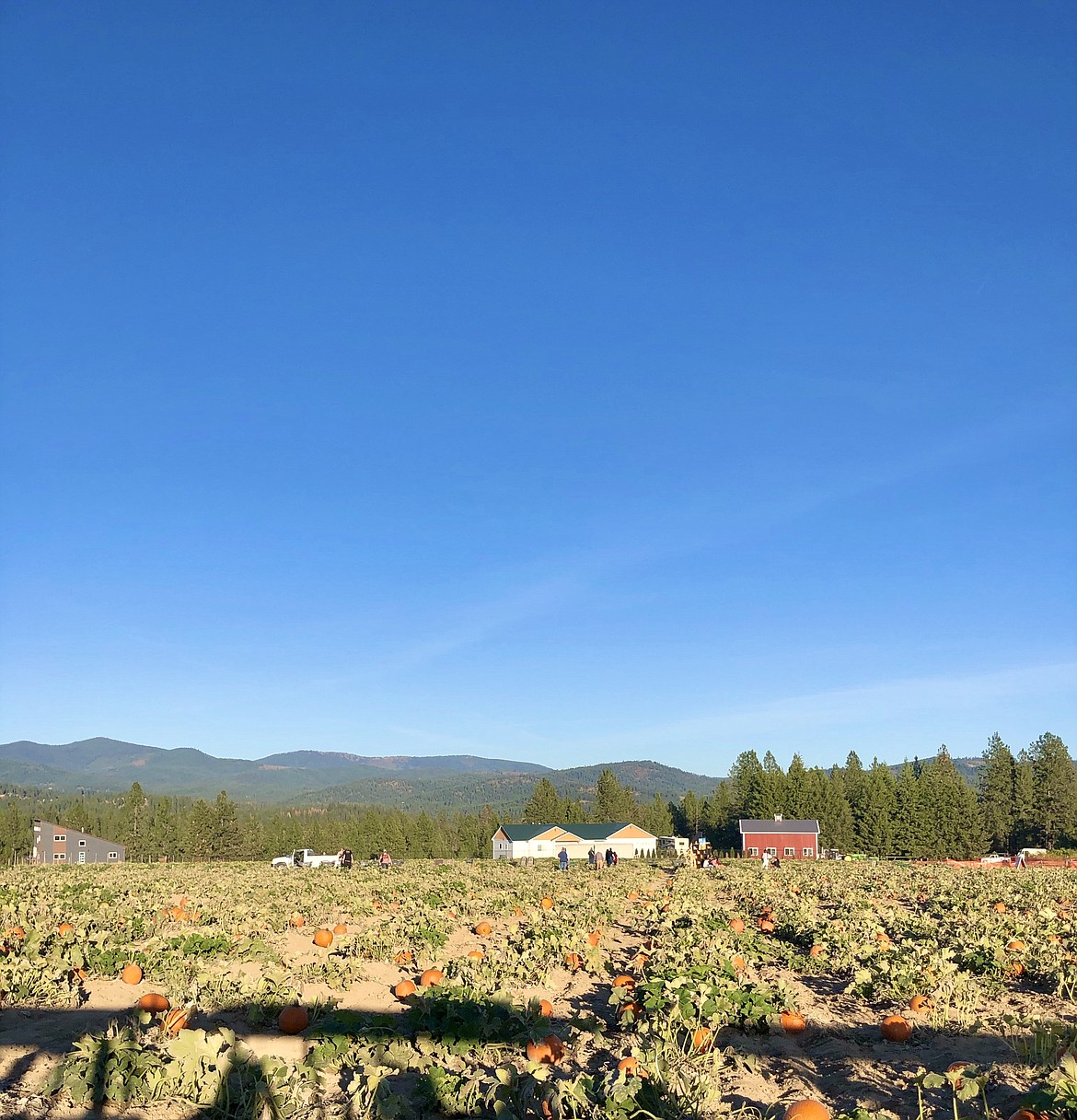 A pumpkin patch at Siemers Farm, part of Green Bluff Growers, a small unincorporated farming community in Spokane County. Photo courtesy of Bridget Haynos