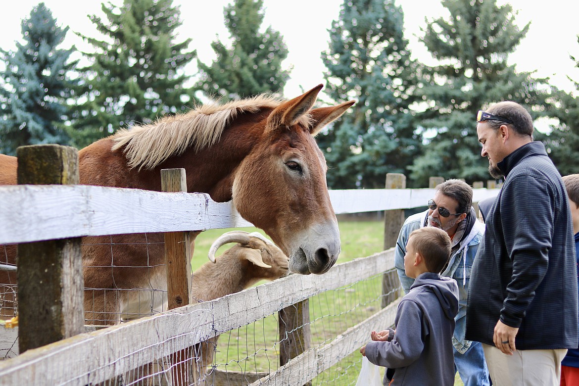 From left, 4th grader Dexter Berdan, CornerStone Christian Academy administrator John Young, and Jeremy Berdan visit Prairie Home Farms in Coeur d'Alene on Friday for a school field trip. HANNAH NEFF/Press