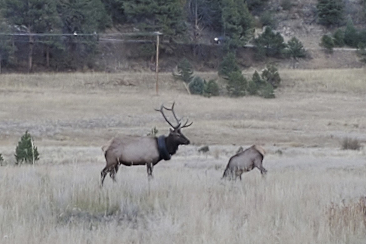 This undated photo provided by Colorado Parks and Wildlife shows an elusive elk that has been wandering the hills with a car tire around its neck for at least two years that has now finally been freed of the tire.