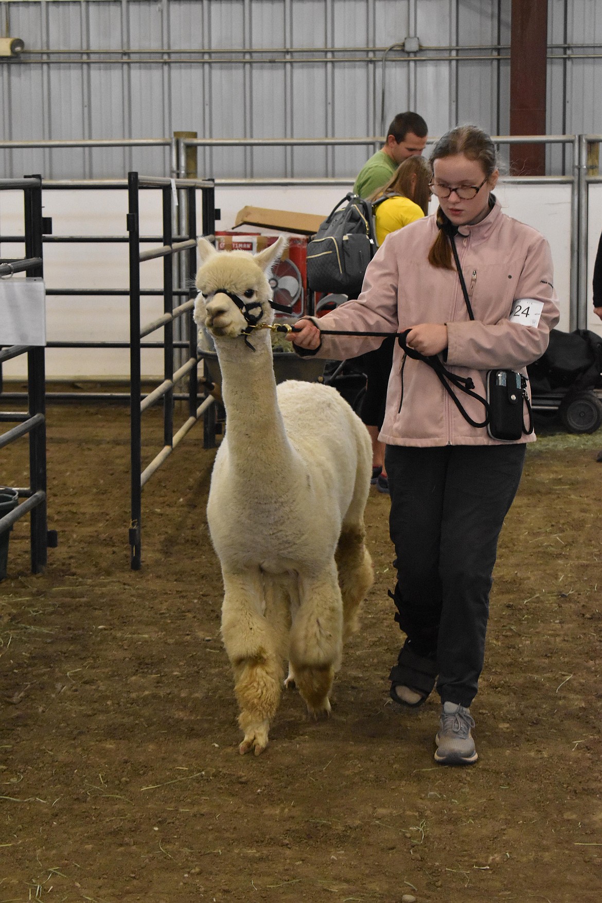 Brooke McCammon, of Monroe, brings her alpaca out from its pen Saturday for judging.