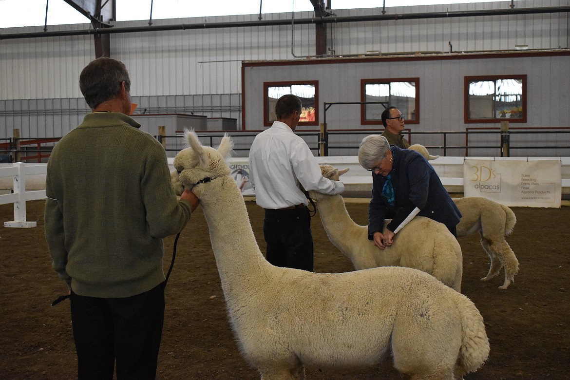 A contest of wools: Alpacas hoof into Grant County Fairgrounds