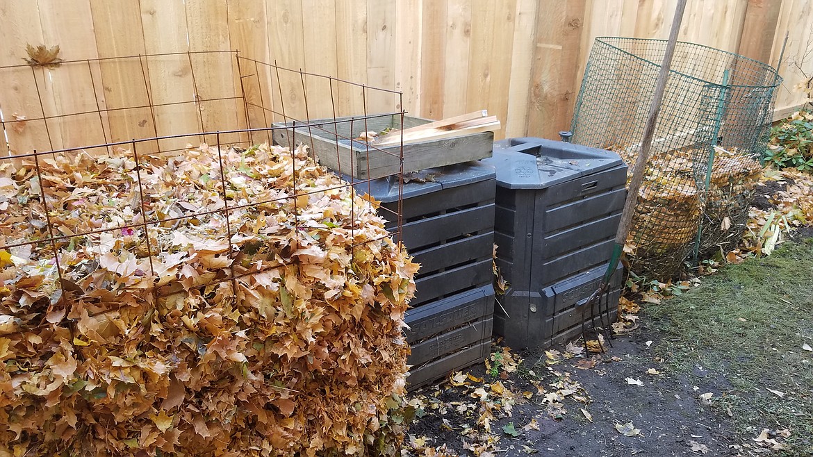 Shredded leaves will take about a year to decompose into leaf mold. A pile this size will probably take a little longer!