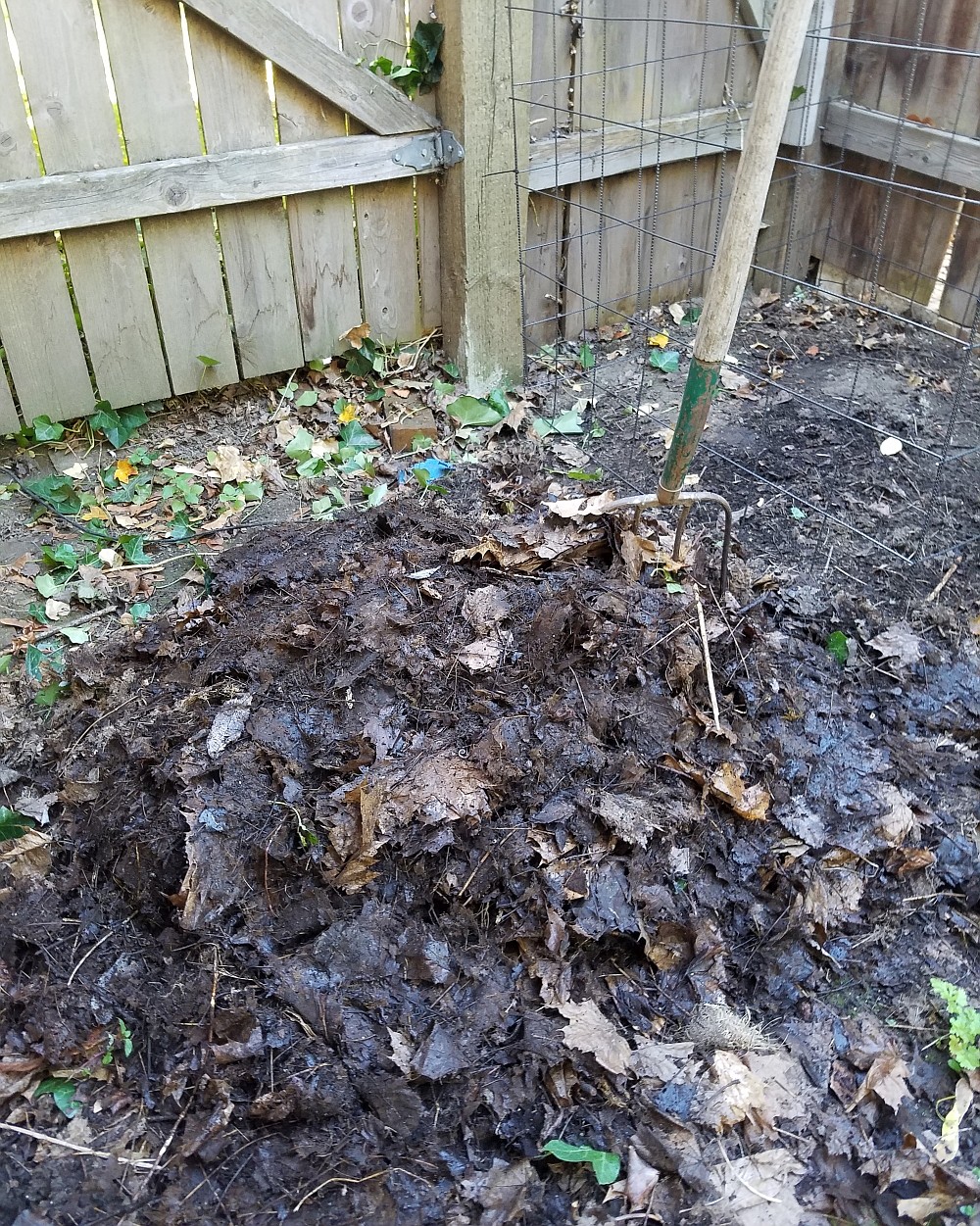 Decomposed leaves, known as leaf mold, is a wonderful soil conditioner for your garden. The best part is that it is free!