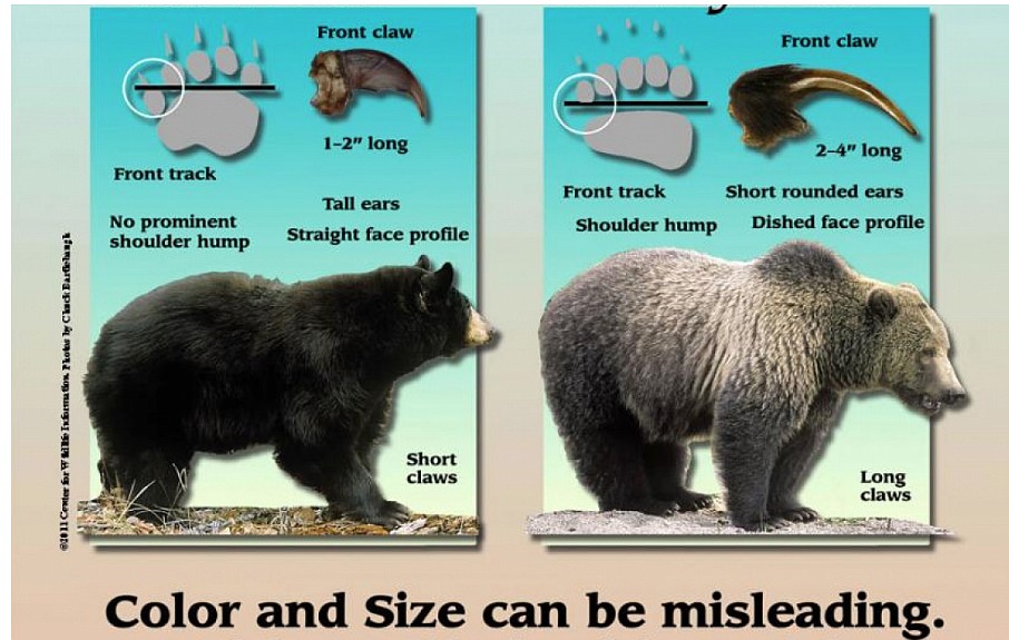 This chart shows the difference between a black bear and a grizzly bear.