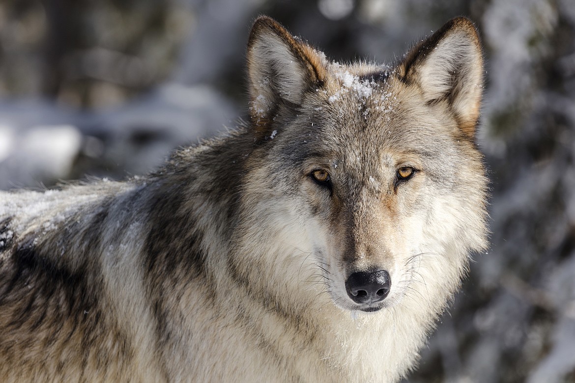 This Nov. 7, 2017 file photo provided by the National Park Service shows a wolf in Yellowstone National Park, Wyo.